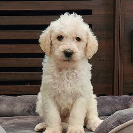Dachshund and Labradoodle Puppies from Fritz Family Friends