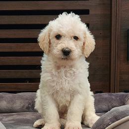 Dachshund and Labradoodle Puppies from Fritz Family Friends