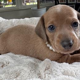 Sunny - Sable female Dachshund puppy in Wallingford, Kentucky from Hensley Homestead Dachshunds