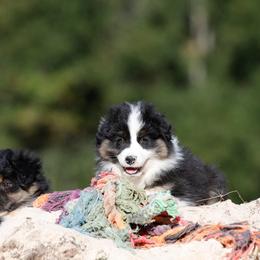 BTM3 - Black tri-color male Australian Shepherd puppy in Warm Springs, Georgia from Out West Aussies