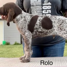 Boy 4 - German Shorthaired Pointer puppy in Walford, Iowa from Wild Rose GSP's