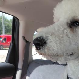 Cockapoos and Poodles from Auburn Standard Cockapoos