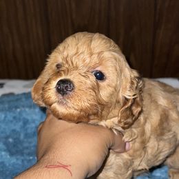 Cavapoos from Teddy & Elly Litter