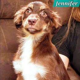 Jennifer - Red tri female Miniature Australian Shepherd puppy in Punta Gorda, Florida from Christie's Creekside Aussies
