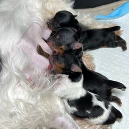 Yorkshire Terriers from Animal Kingdom puppies