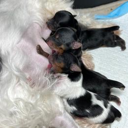 Yorkshire Terriers from Animal Kingdom puppies