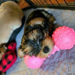 Yorkshire Terrier Puppies from Kathryn's Yorkies