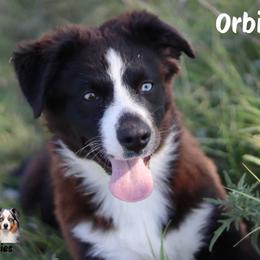 Orbit - Black & white female Miniature Australian Shepherd puppy in Garden Plain, Kansas from Krazy K Aussies