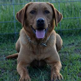 River - Labrador Retriever