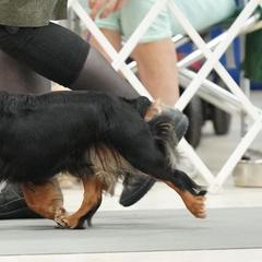 English Toy Spaniels and Whippets from Jennifer Brisbois's English Toy Spaniels and Whippets