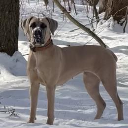 Cane Corso All Grown Up from Mass Cane Corso