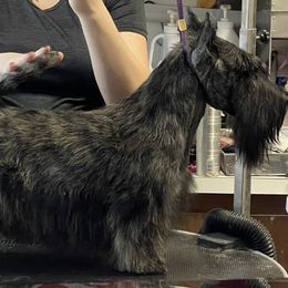 King  - Scottish Terrier