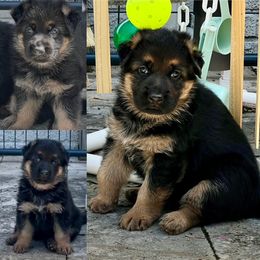 German Shepherd puppies from Vom Eisenhunde