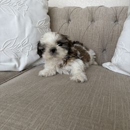 Yoshi - Gold and white male Shih Tzu puppy in Palmetto Bay, Florida from Happy Hour Shih Tzus