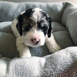Cockapoo Puppies from Oodles of Doodles and Love