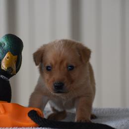 Red collar - Yellow male Labrador Retriever puppy in Gober, Texas from Trigger Time Kennels