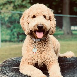 Zoe - Goldendoodle