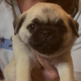 Fraiser - Fawn male Pug puppy in Morgantown, West Virginia from Groovy Pugs
