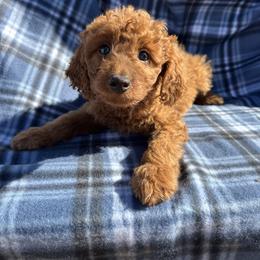 Snickers - Red  male Goldendoodle puppy in Austin, Texas from Doodles of Central Texas