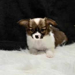 Amber - Red white and sable female Papillon puppy in Bowling Green, Kentucky from Tiffany's Papillons
