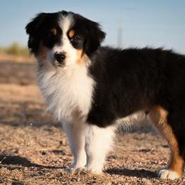 Lincoln - Black tri male Miniature American Shepherd puppy in Snyder, Texas from RLA Miniature American Shepherds