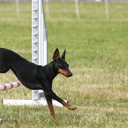 Jackie - Manchester Terrier