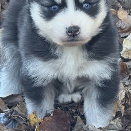 Boy 3 - Black and white male Pomsky puppy in Tennessee from Hudson’s Huskies & Pomskies