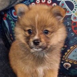 Light Sable Boy - Beaver sable male Pomeranian puppy in Newport News, Virginia from Itty bitty friends