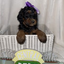 Phoebe - Tri-color female Bernedoodle puppy in Hemet, California from Vallevistadoodles