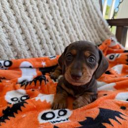 Chocolate And Tan Male 3 - Chocolate and tan male Dachshund puppy in Blackstone, Virginia from Cheyenne's Dachshunds