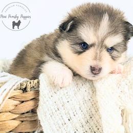 Teddy - Wolf sable male Pomsky puppy in Menahga, Minnesota from Mini Pomsky Puppies