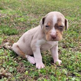 Female 1 - Red merle female Catahoula Leopard Dog puppy in Gadsden, Alabama from Rich Cat’s