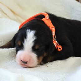 Kasper - Black rust and white male Bernese Mountain Dog puppy in Elkton, Maryland from Bernese Beauties
