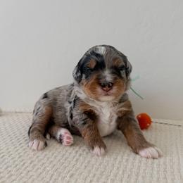 Teacup - Merle male Bernedoodle puppy in Apache Junction, Arizona from Coffey House Doodles