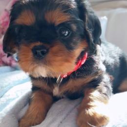 Cavalier King Charles Spaniel Puppies from Alohana Cavaliers