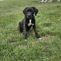 Octavia - Black female Cane Corso puppy in Lititz, Pennsylvania from Lititz Cane Corsos