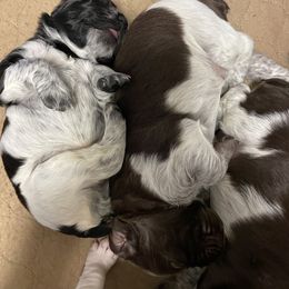 Brittany Puppies from Lizas Brittanies