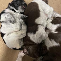 Brittany Puppies from Lizas Brittanies
