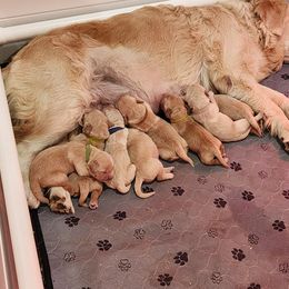 Golden Retriever Puppies from Golden Ratio Retrievers