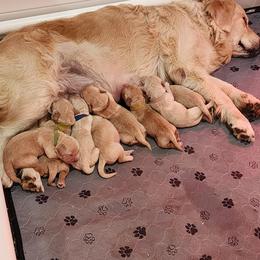 Golden Retriever Puppies from Golden Ratio Retrievers