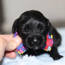 Ferdinand - Black male Australian Labradoodle puppy in Calhoun, Louisiana from Arrowhead Australian Labradoodles