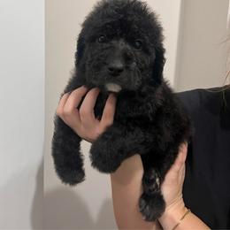 Donner - Black male Labradoodle puppy in Monticello, Georgia from Daylin’s Doodles & Labradors