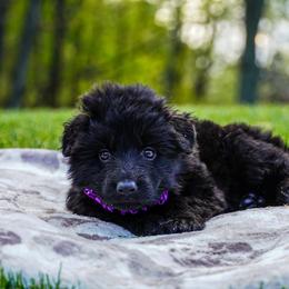 Purple Collar - Black female German Shepherd puppy in Howell, Michigan from Sheyenne Buentello's German Shepherds