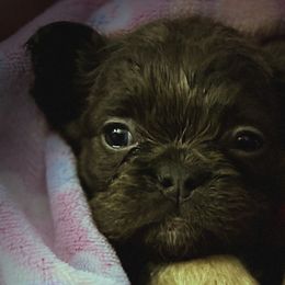 Bulldogs and French Bulldogs from Bomb City Bulldogs