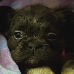 Bulldogs and French Bulldogs from Bomb City Bulldogs
