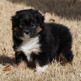 Black Tri Most Copper - Black tri female Miniature Australian Shepherd puppy in Lawton, Oklahoma from Lindsey’s Aussies