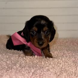 Dachshund Puppies from Wiggle Weens