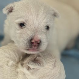 Boy 3 - White male West Highland White Terrier puppy in North Muskegon, Michigan from Bountiful Westies of West Michigan