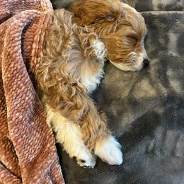 Cavapoo Puppies from Cool Cavapoos