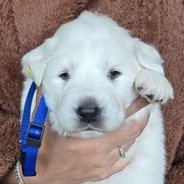 Triton - White male Great Pyrenees puppy in Antwerp, New York from Empyre Great Pyrenees